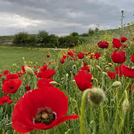 Fresno Vista Fresno de Rodilla