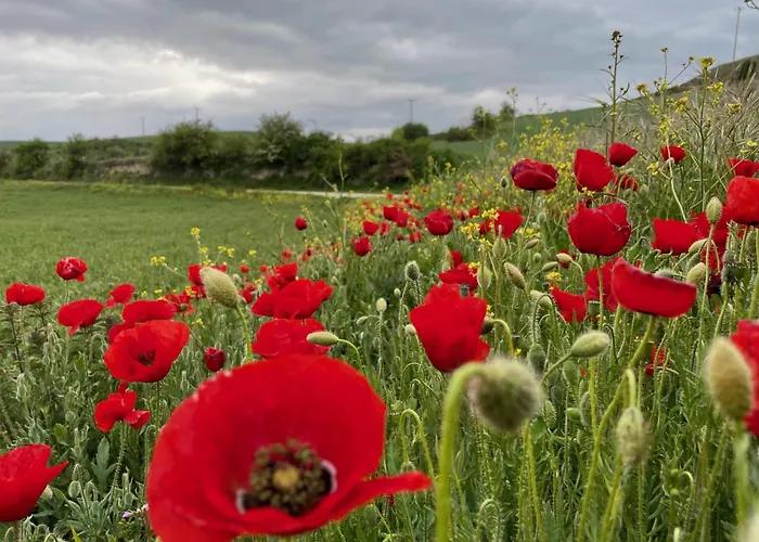 Fresno Vista Fresno de Rodilla